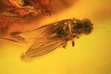 Detailed Fossil Fly In Baltic Amber - Eye Facets Visible! #38884-1